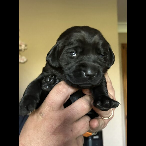 Labrador Retriever - Both