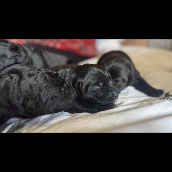Labrador Retriever - Both