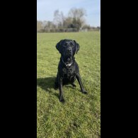 Labrador Retriever - Both