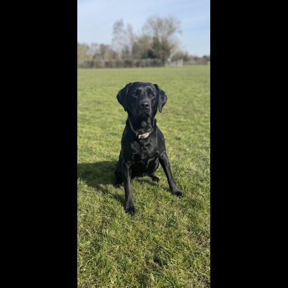 Labrador Retriever - Both