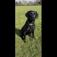 Labrador Retriever - Both