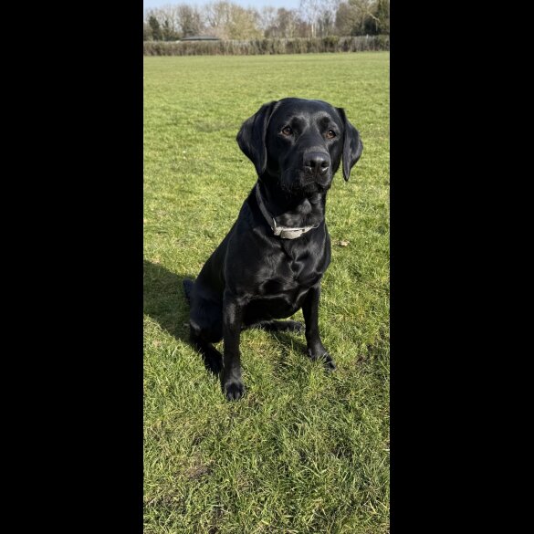 Labrador Retriever - Both