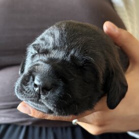 Labrador Retriever - Both