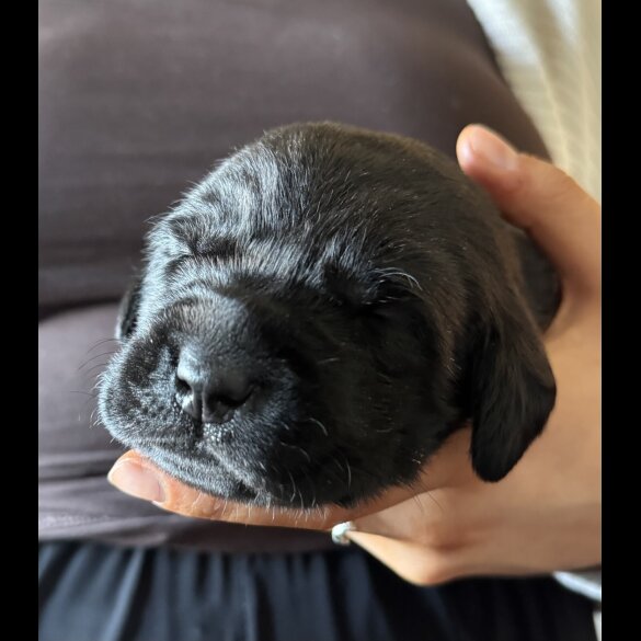 Labrador Retriever - Both