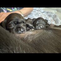 Labrador Retriever - Both