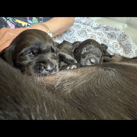 Labrador Retriever - Both