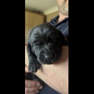 Labrador Retriever - Both