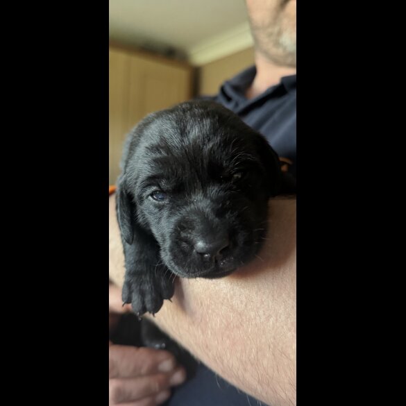 Labrador Retriever - Both
