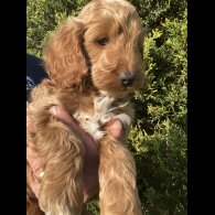 Cockapoo - Both