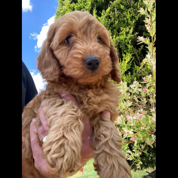 Cockapoo - Both
