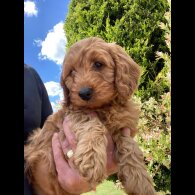 Cockapoo - Both
