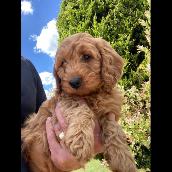 Cockapoo - Both