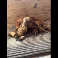 Cockapoo - Both