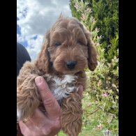 Cockapoo - Both