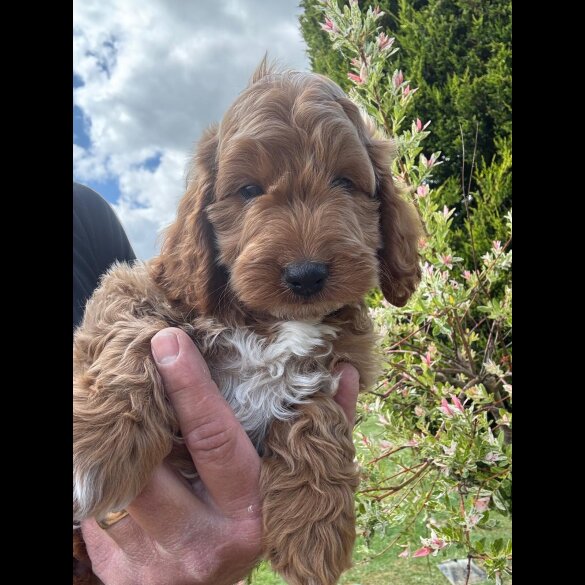 Cockapoo - Both