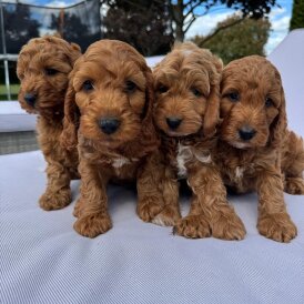 Cockapoo - Both