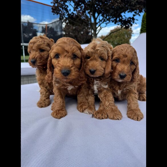 Cockapoo - Both