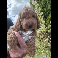 Cockapoo - Both