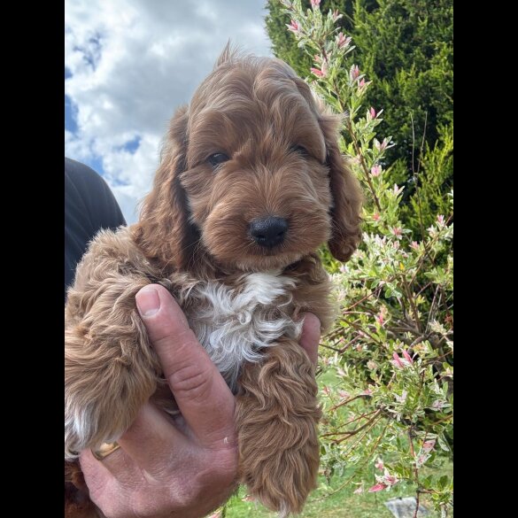 Cockapoo - Both