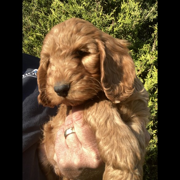 Cockapoo - Both