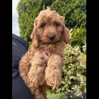 Cockapoo - Both