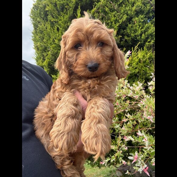 Cockapoo - Both