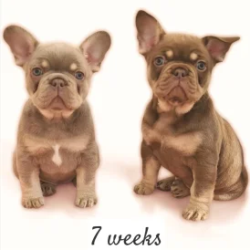 French Bulldog - Both