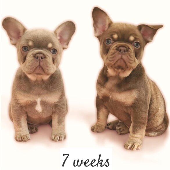 French Bulldog - Both