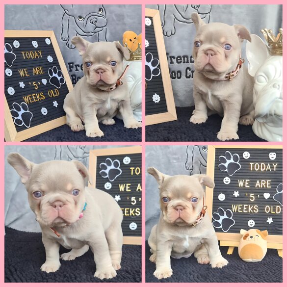 French Bulldog - Both