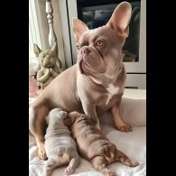 French Bulldog - Both