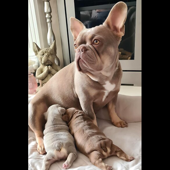 French Bulldog - Both
