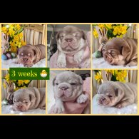 French Bulldog - Both