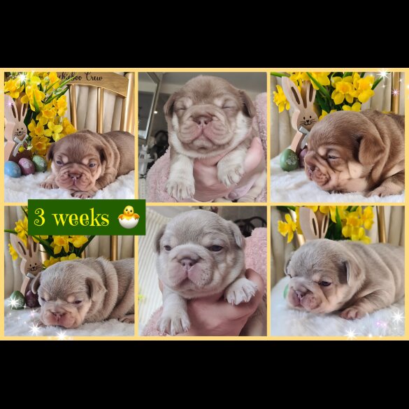 French Bulldog - Both