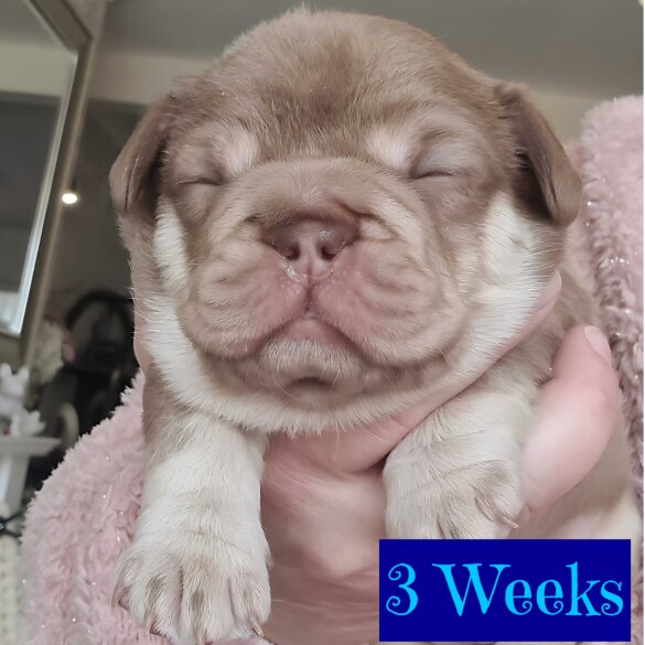 French Bulldog - Both