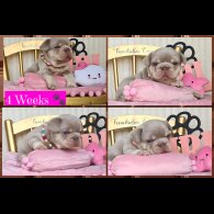 French Bulldog - Both