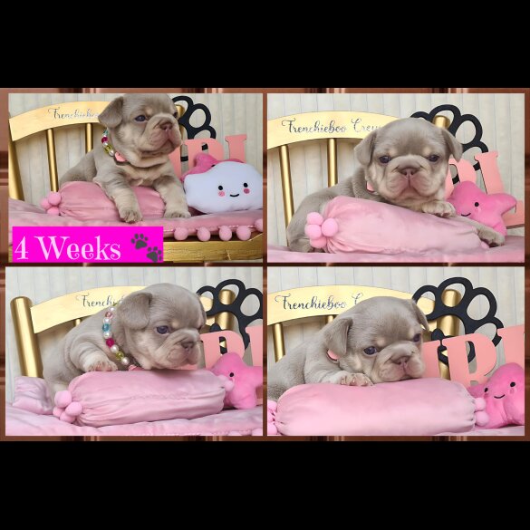 French Bulldog - Both