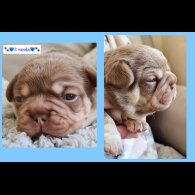 French Bulldog - Both