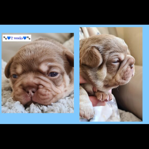 French Bulldog - Both