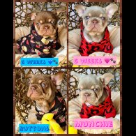 French Bulldog - Both