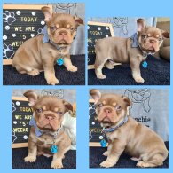 French Bulldog - Both