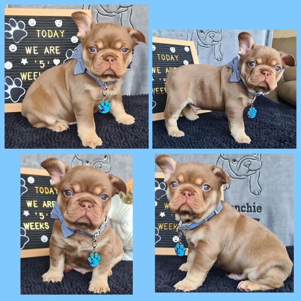French Bulldog - Both