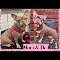 French Bulldog - Both