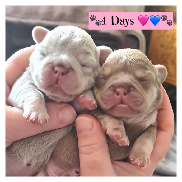 French Bulldog - Both