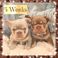 French Bulldog - Both