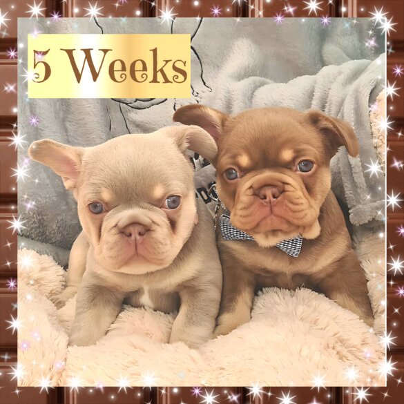 French Bulldog - Both