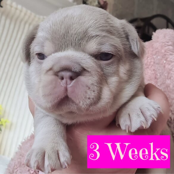 French Bulldog - Both