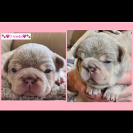 French Bulldog - Both
