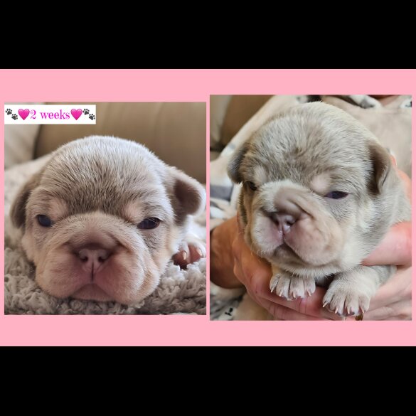 French Bulldog - Both