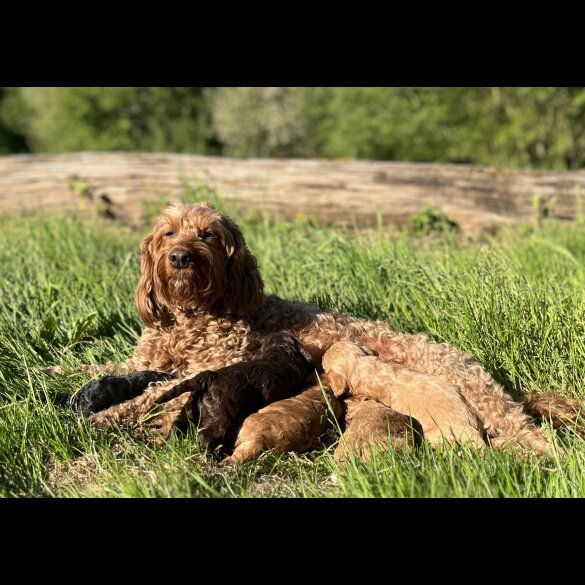 Cockapoo - Dogs