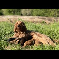 Cockapoo - Dogs